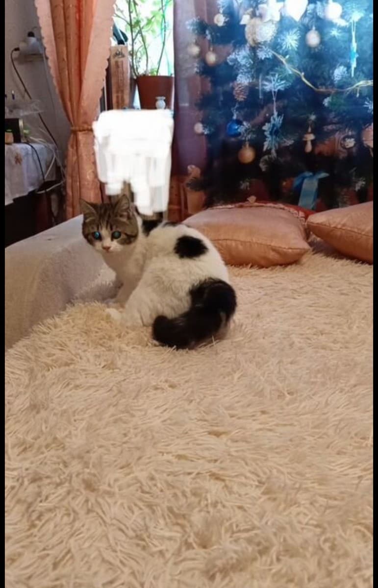 Котенок массажер медиа 3