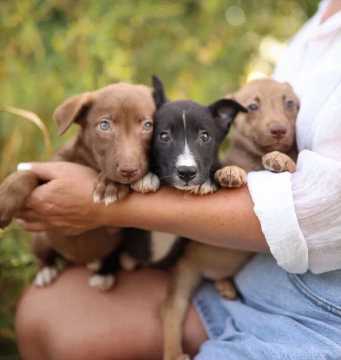 Щенки медиа 2