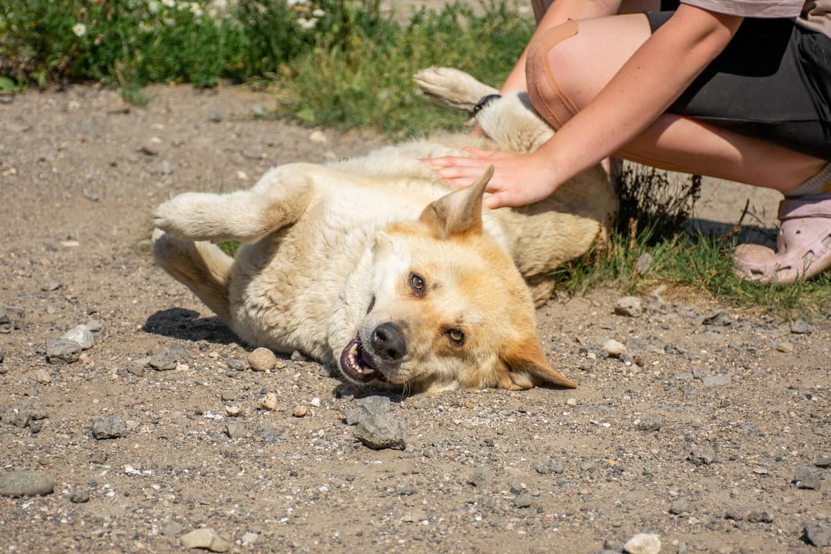 Машка медиа 4