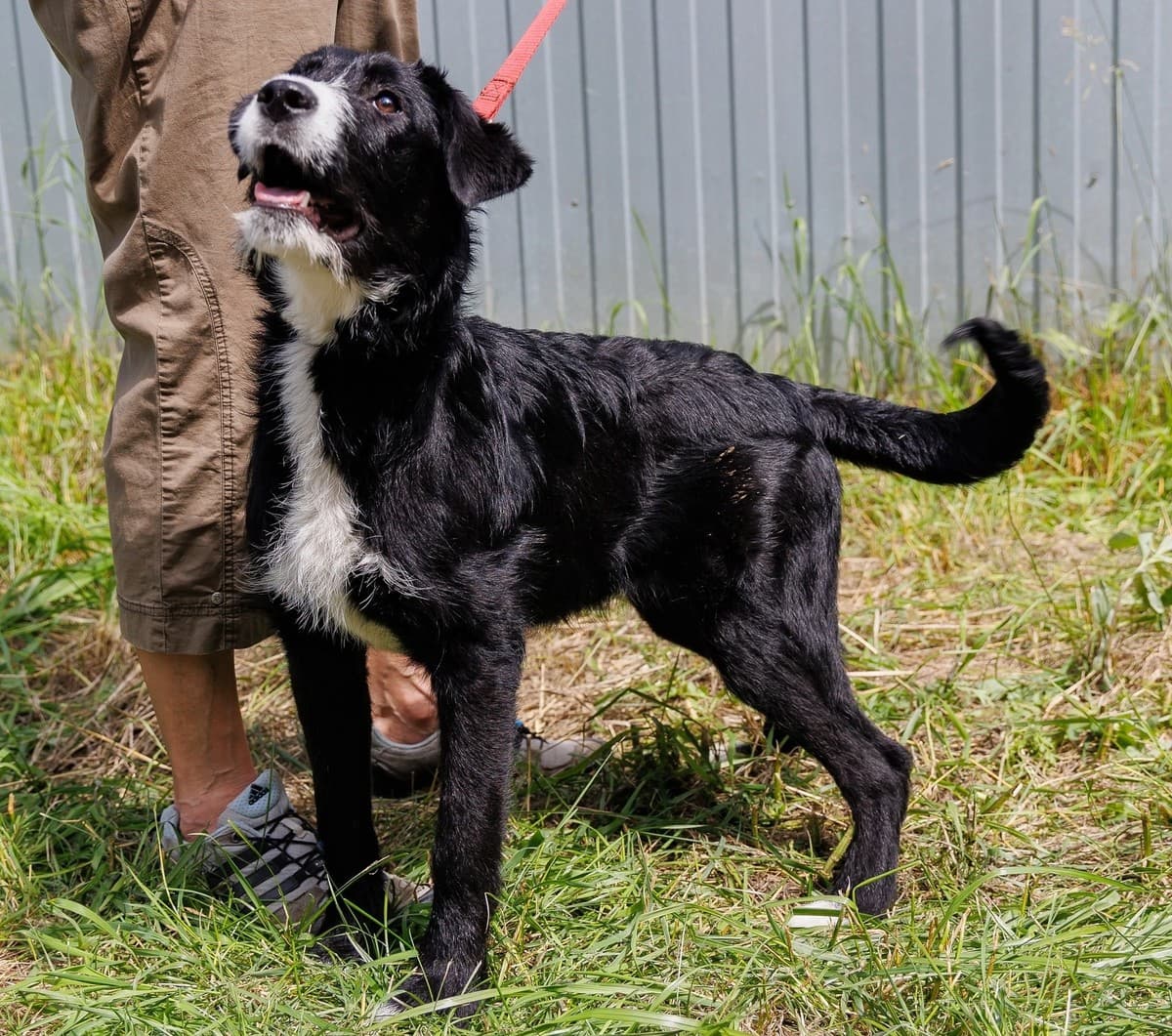 Викки медиа 2