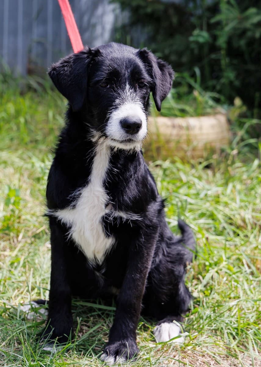 Викки медиа 4