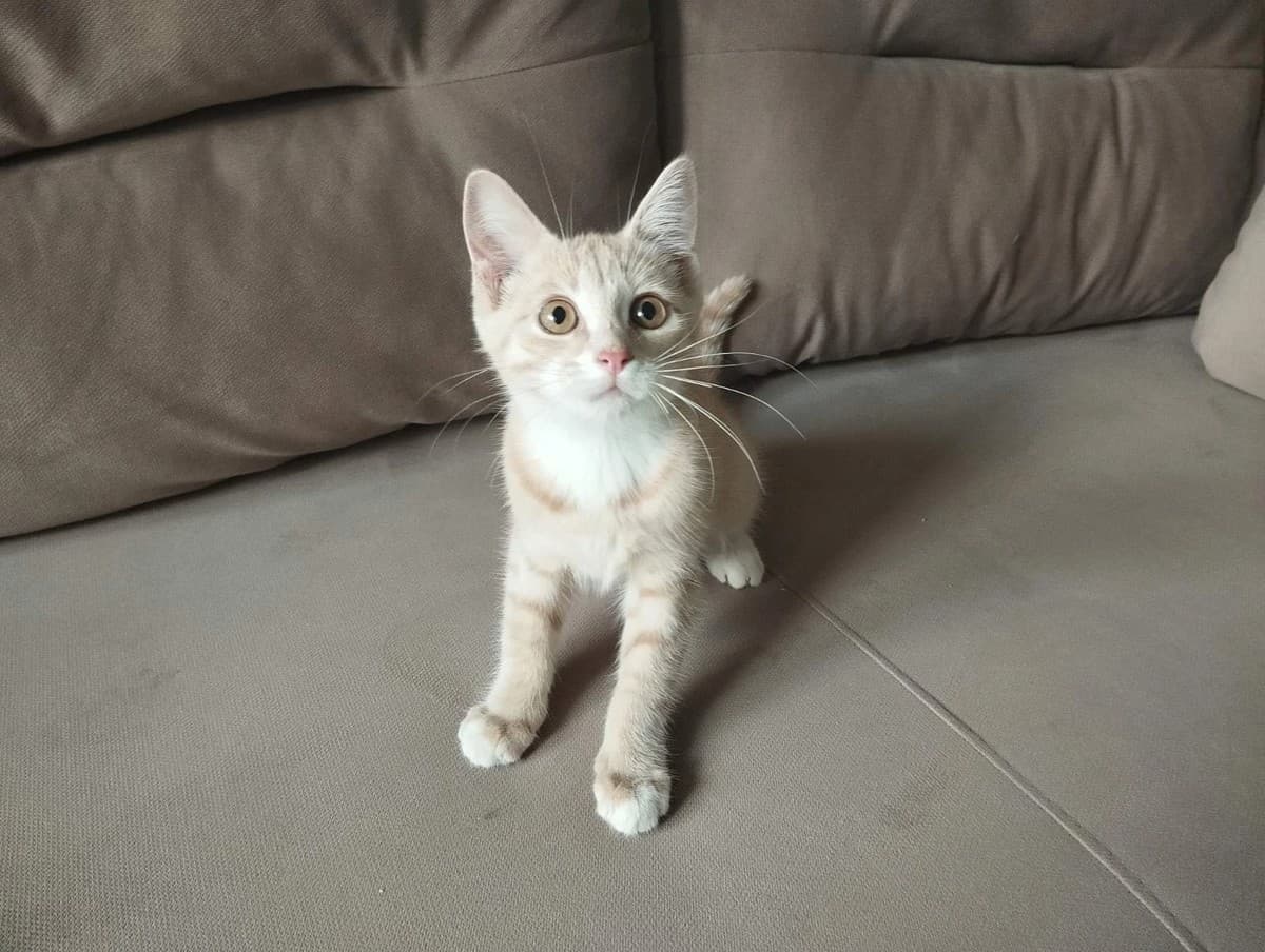 Кошечка в дар