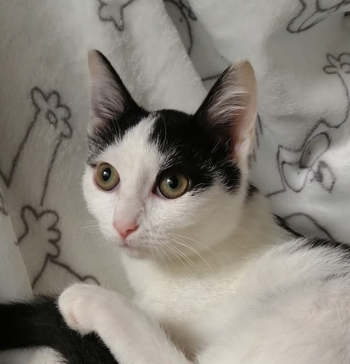 Тася медиа 2