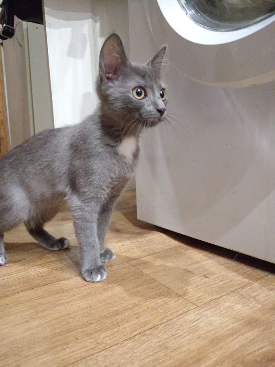 Золо медиа 2