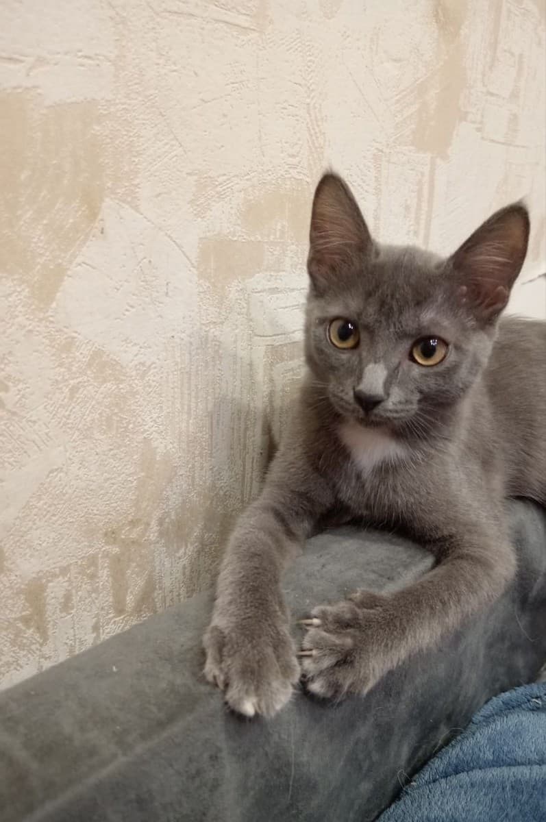 Золо медиа 3