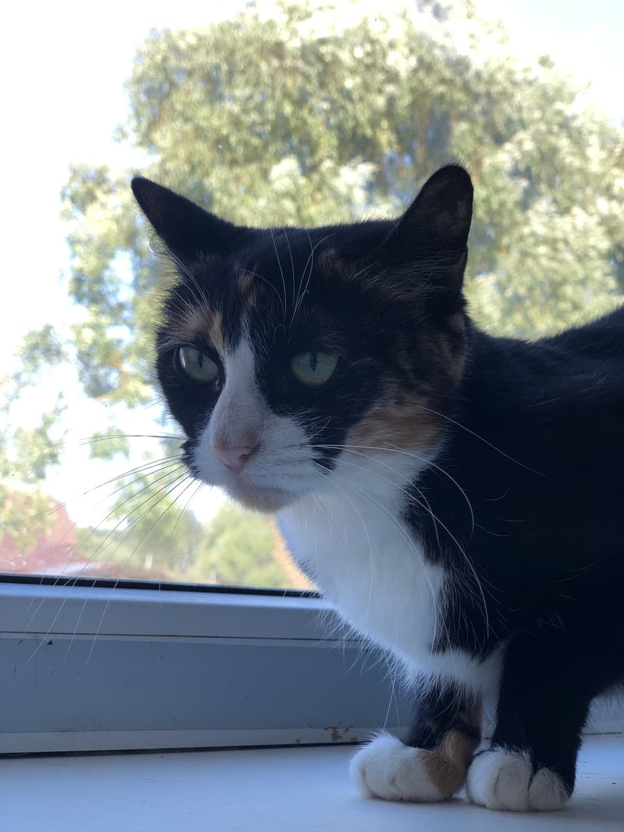 Мишель медиа 2