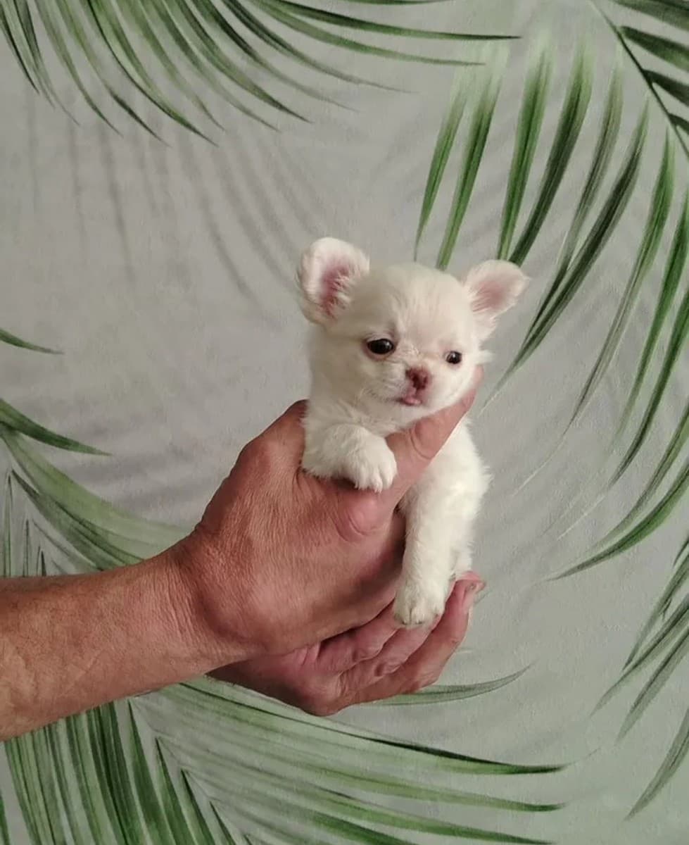 Щенок чихуахуа