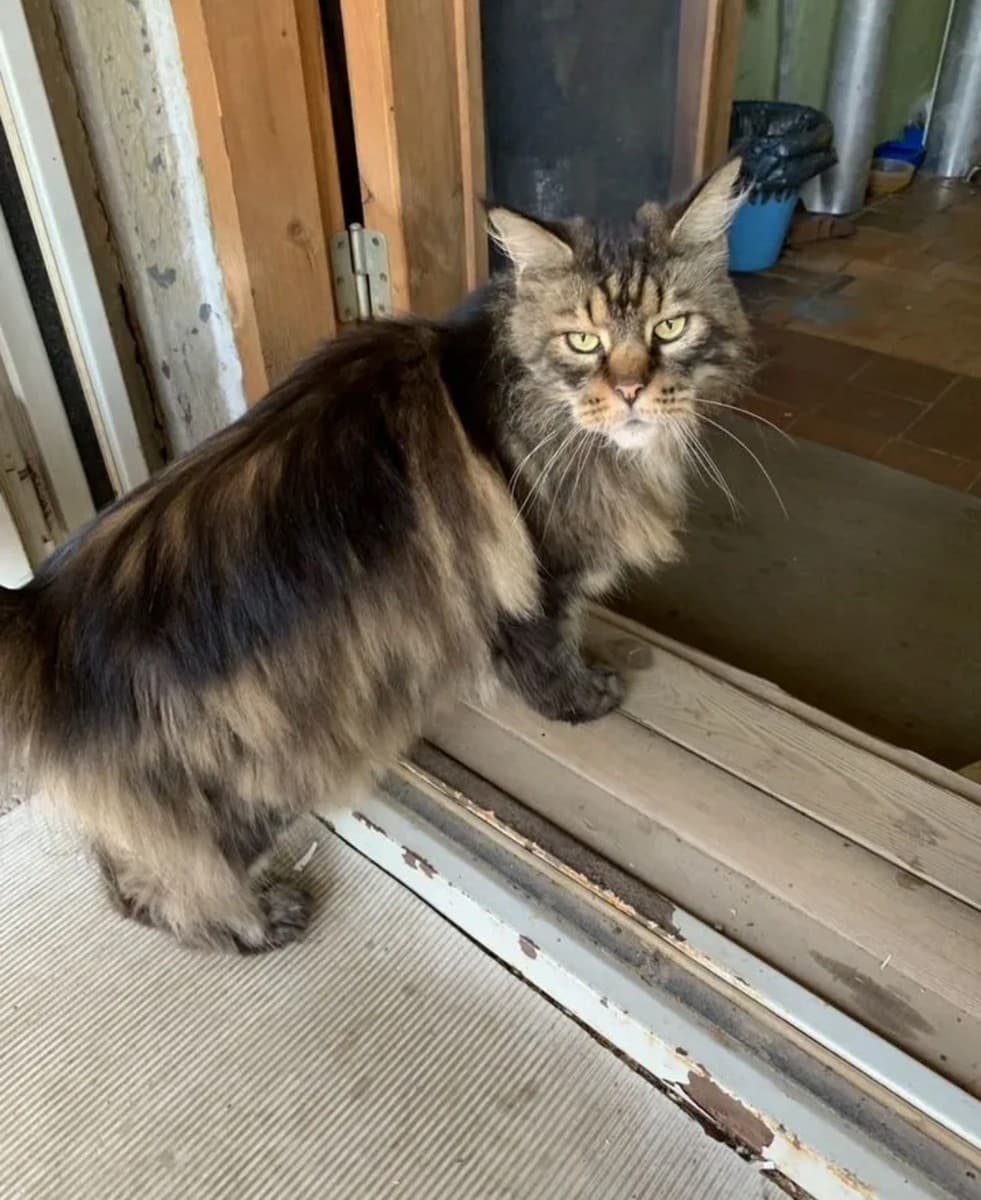 Мейнкун медиа 2