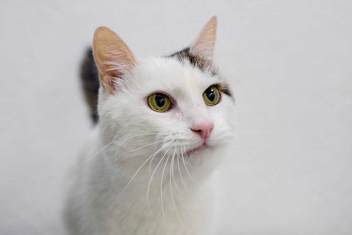 Серж медиа 2