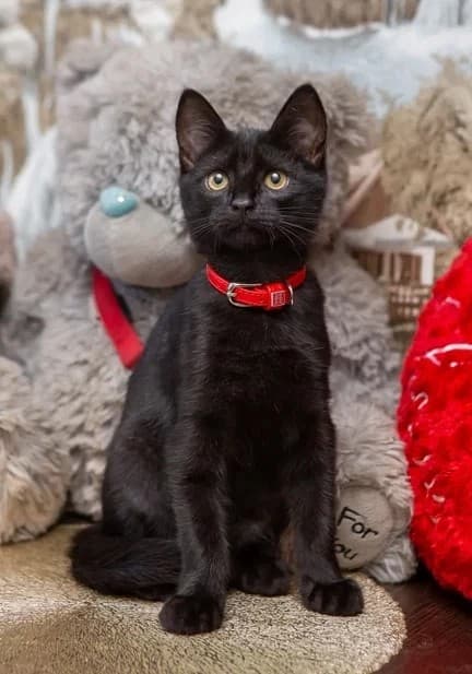 Филя медиа 3