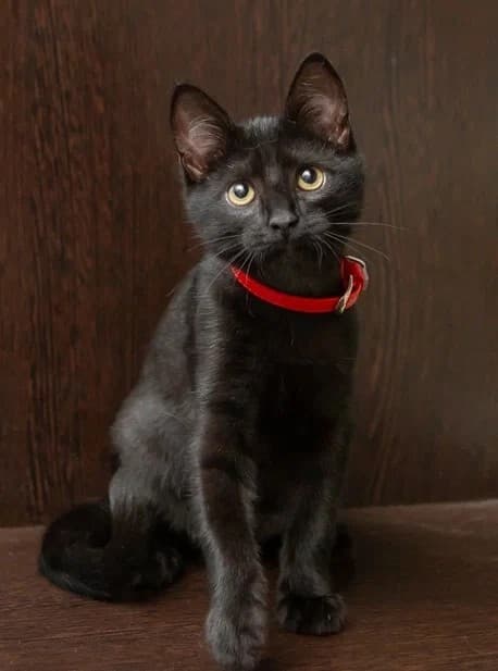 Филя медиа 4