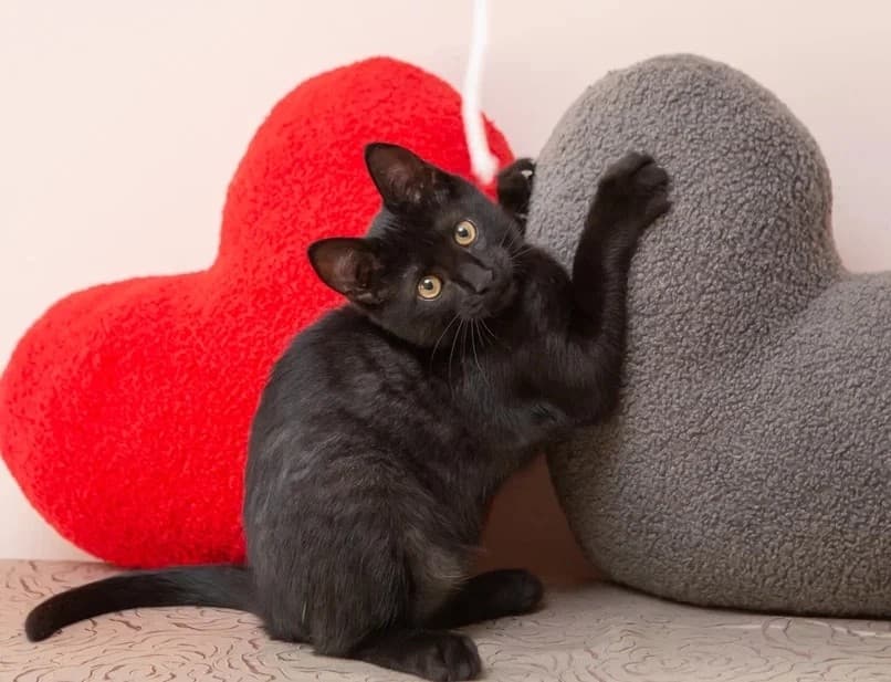 Филя медиа 2