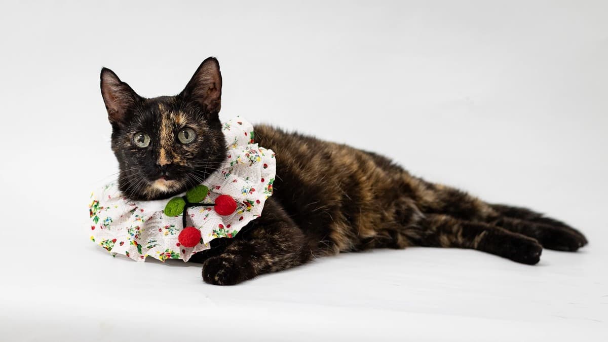 Кира медиа 4