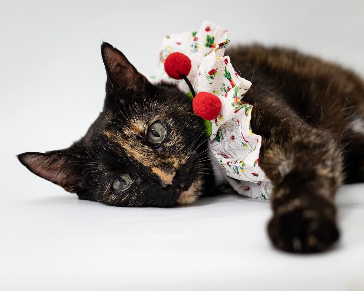 Кира медиа 2