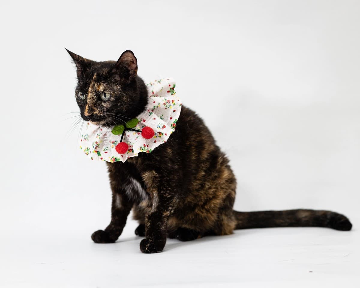 Кира медиа 3