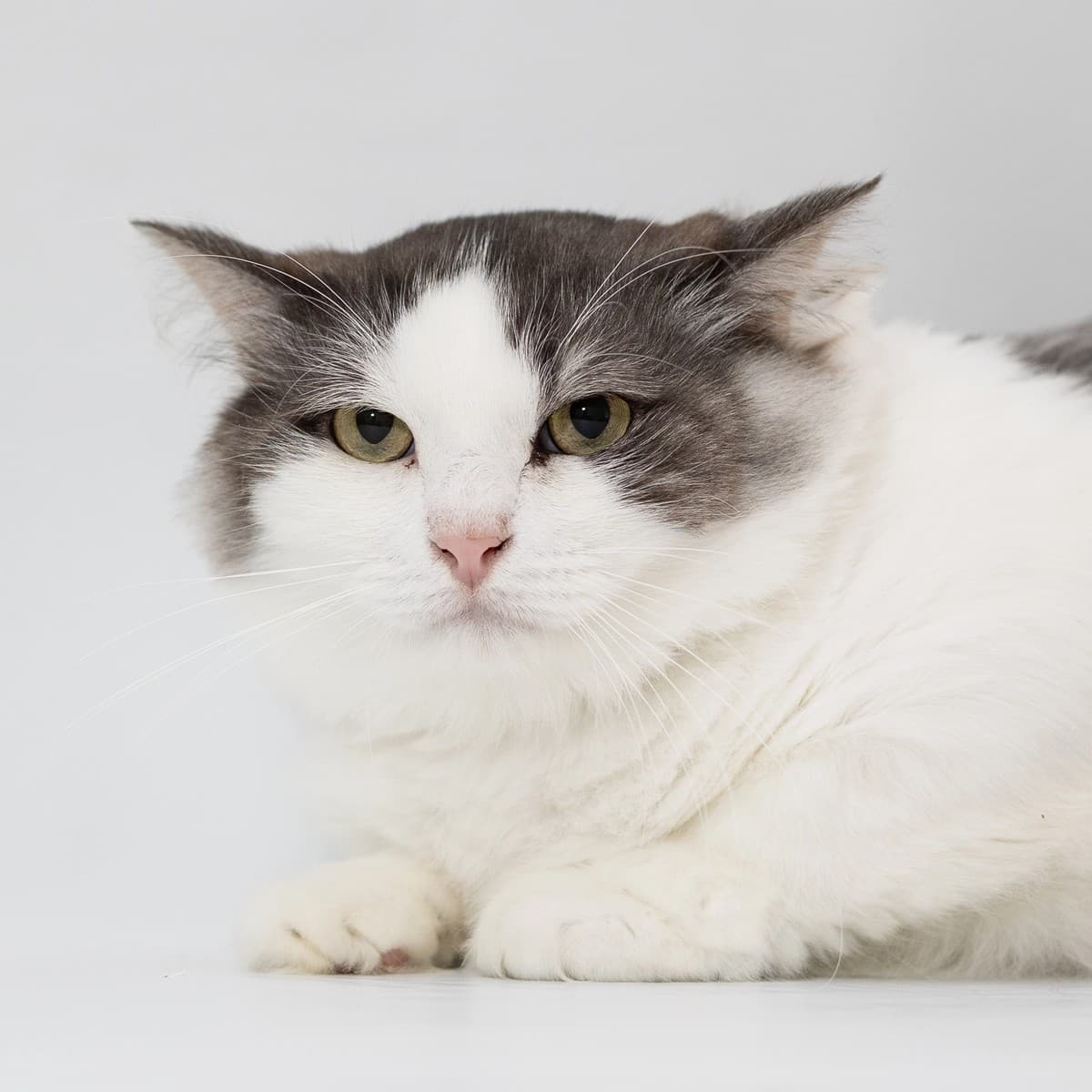 Гриня медиа 3