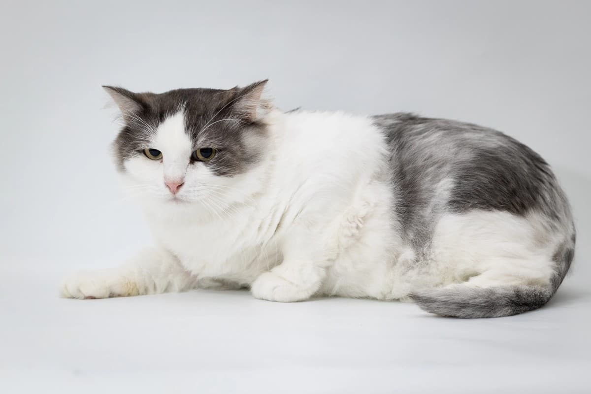 Гриня медиа 2