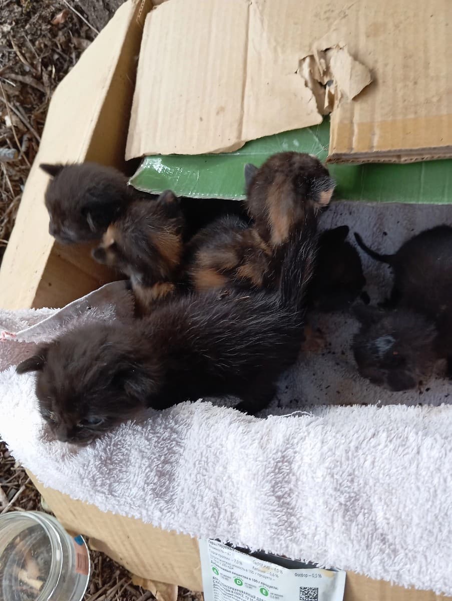 Котята девочки медиа 2