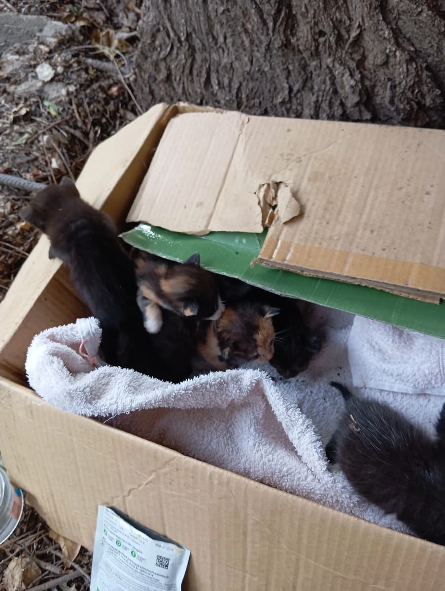 Котята девочки