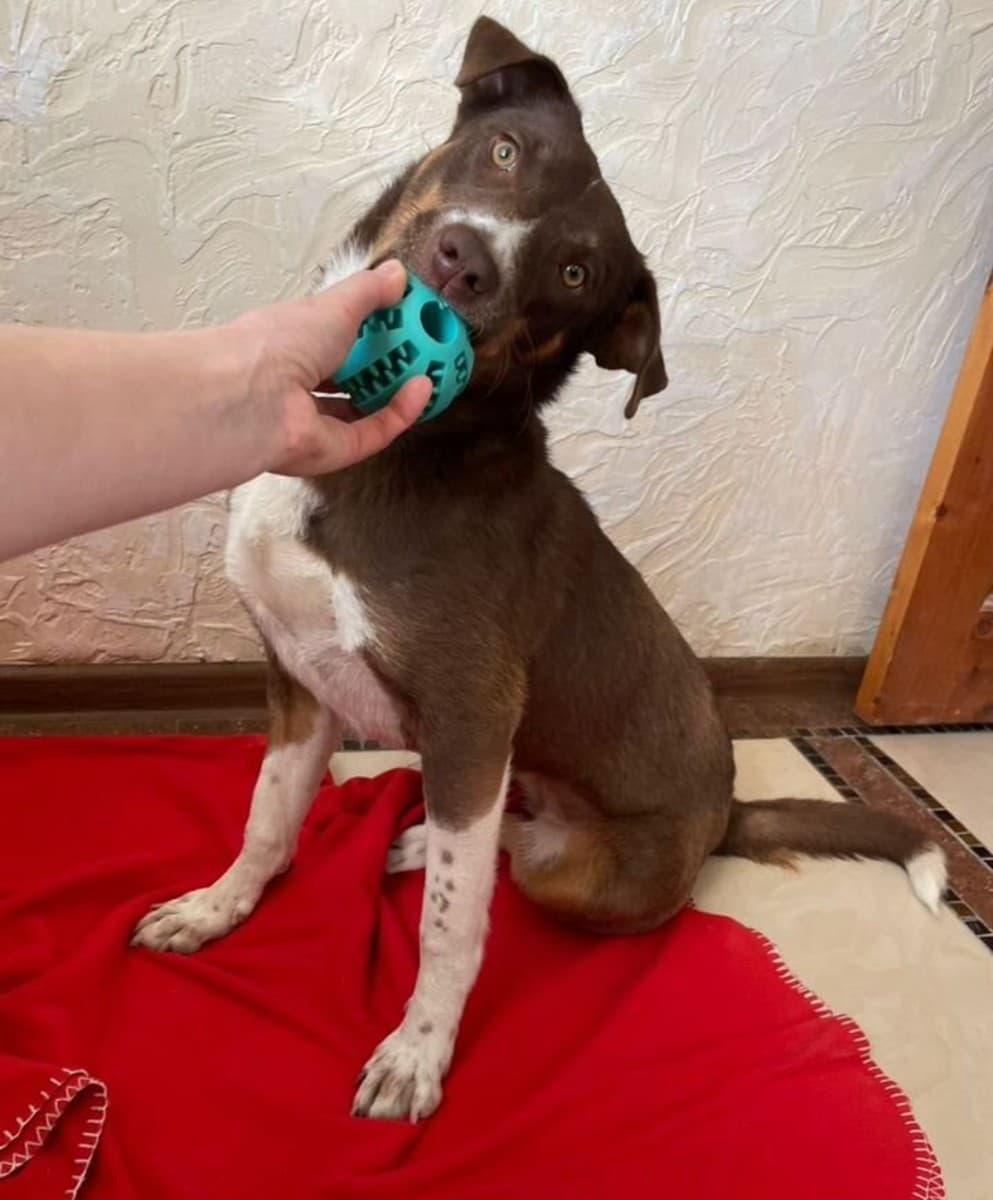 Лёля медиа 4