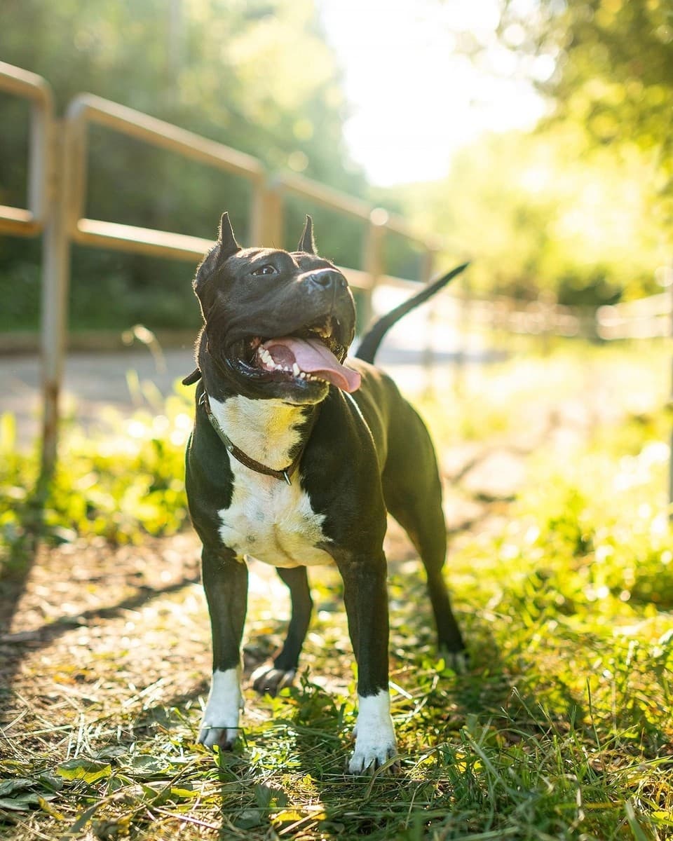 Стелла медиа 3