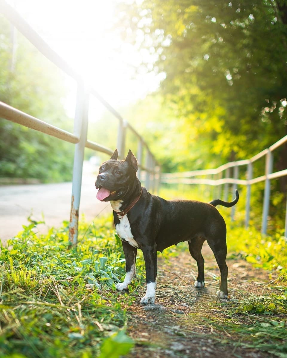 Стелла медиа 4