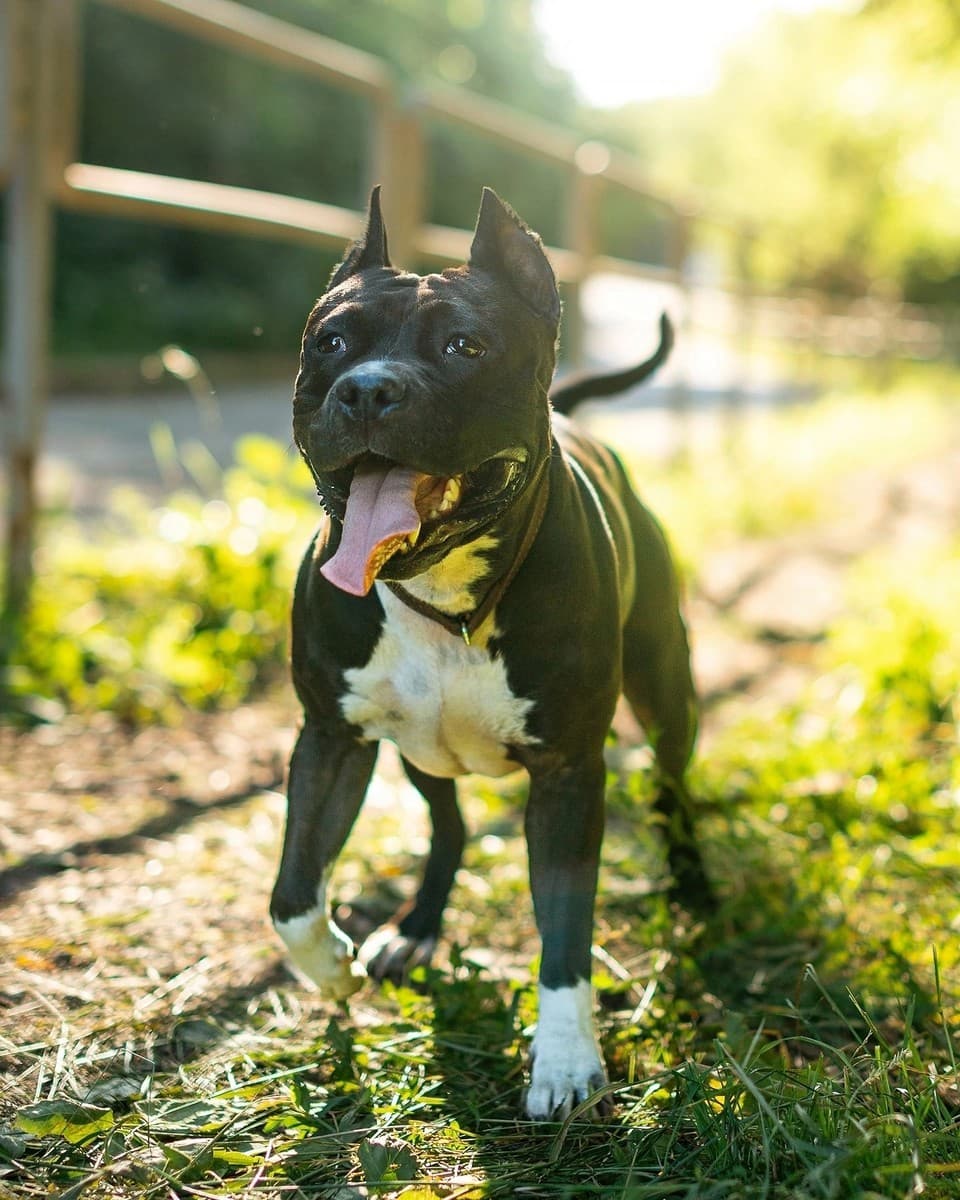 Стелла медиа 2