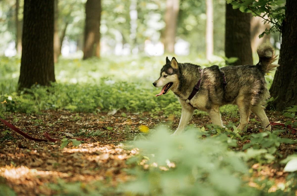 Канзи медиа 6