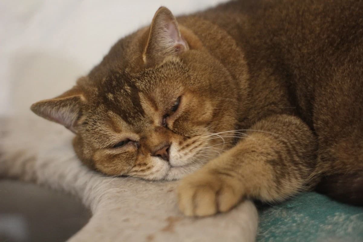 Изюм медиа 3