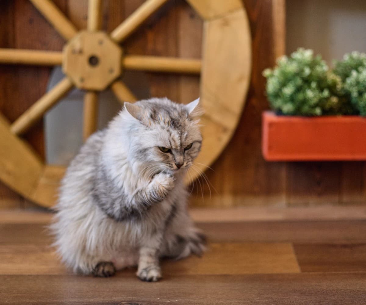 Гвоздика медиа 2