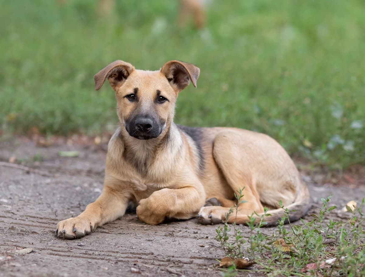 Калинка медиа 2