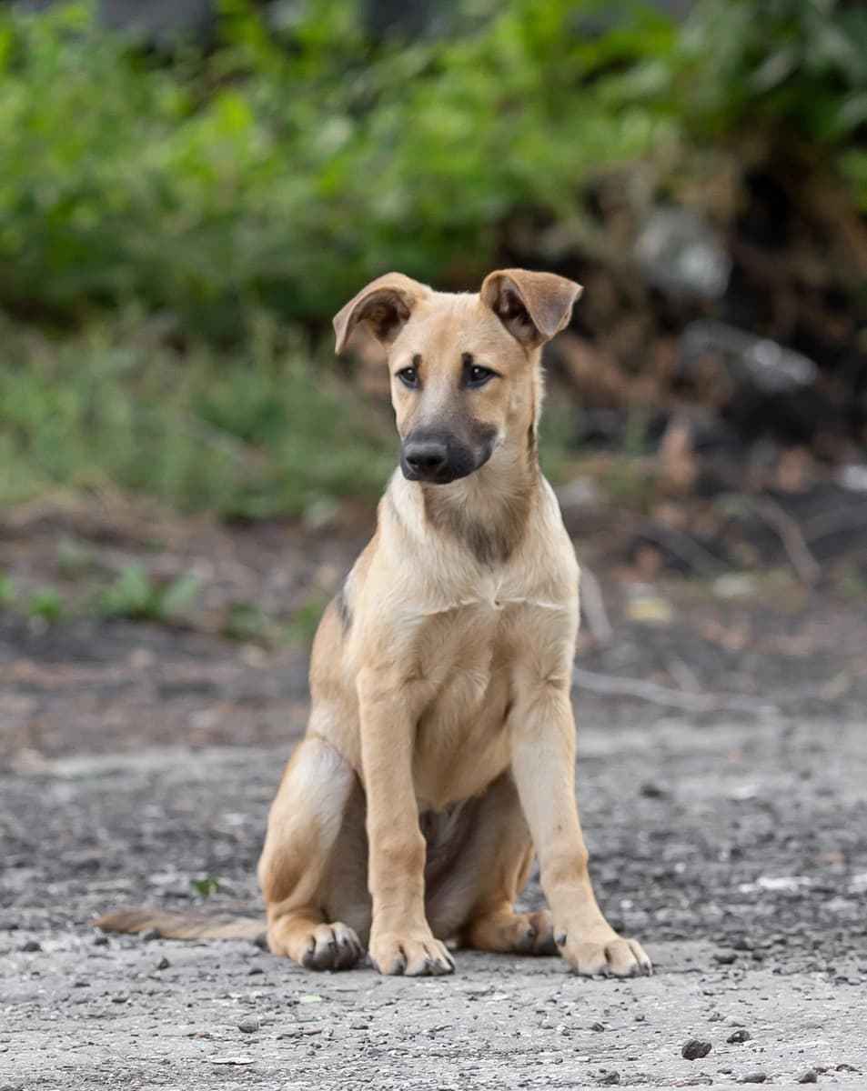 Калинка медиа 3