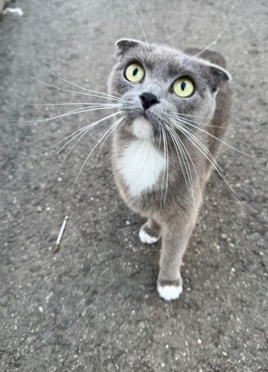 Кошка в добрые руки медиа 2