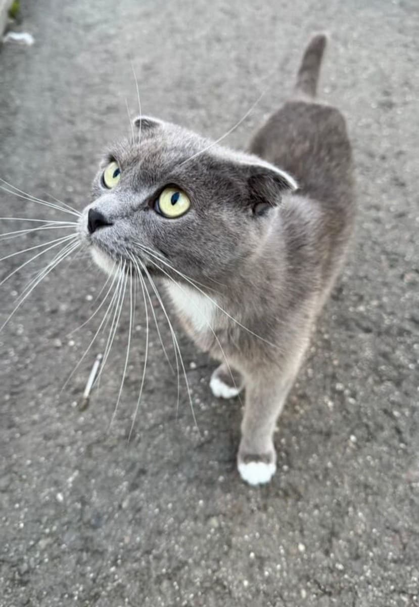 Кошка в добрые руки