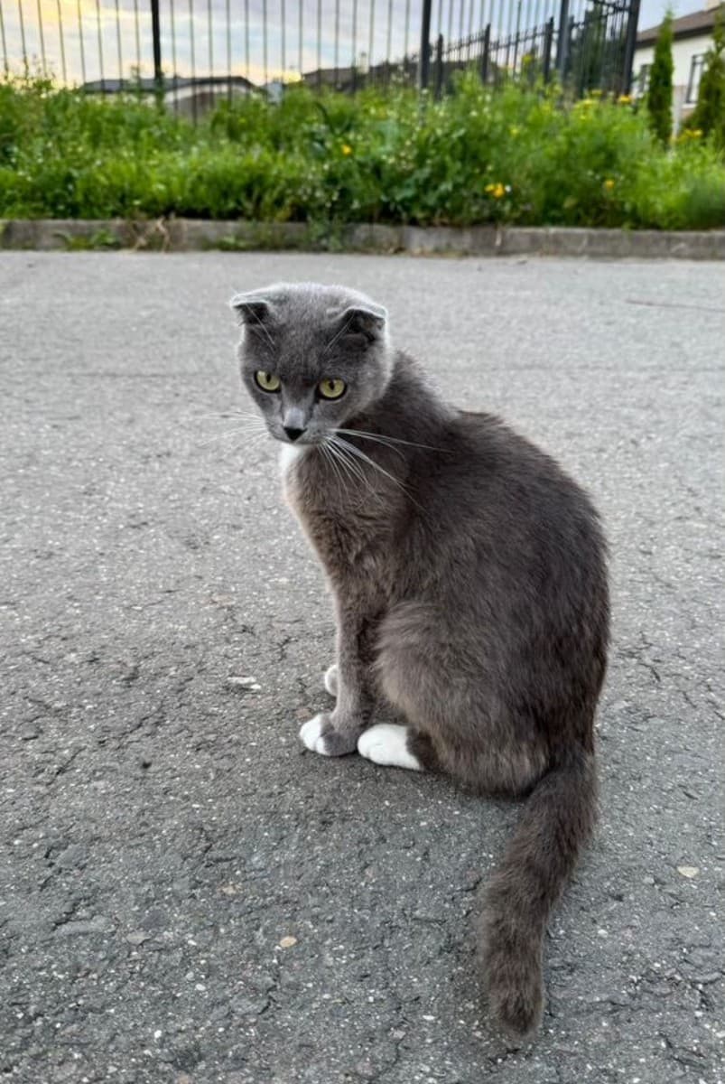 Кошка в добрые руки медиа 3