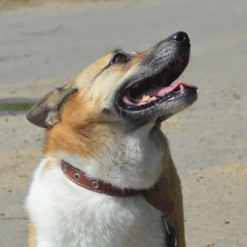 Приют в Печатниках