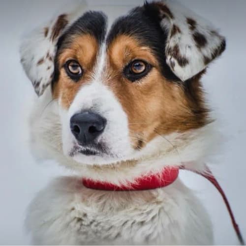 Пушистый Друг